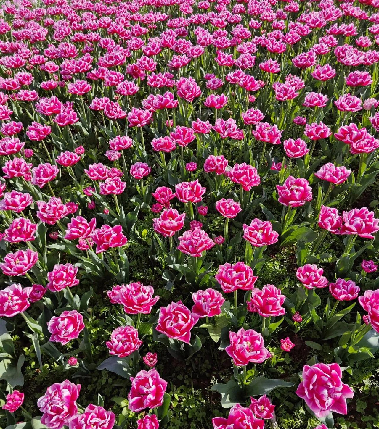 数学中有些小常识，人们应该牢记于心，收藏好，到时好用。