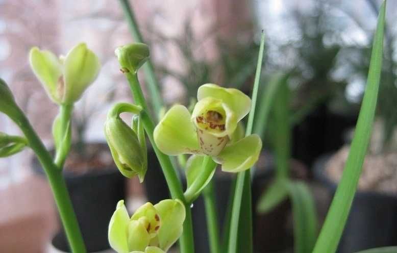 最经典的“挖呀挖呀挖”