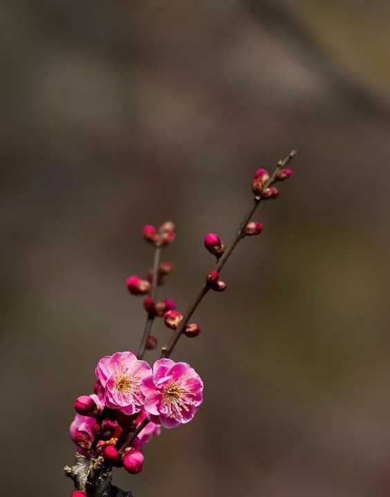 最经典的“挖呀挖呀挖”