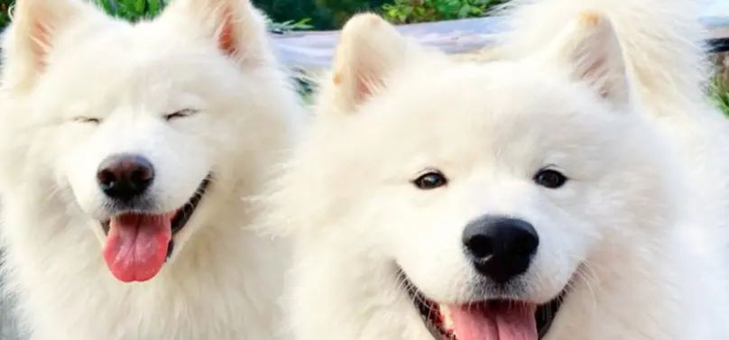 毛茸茸的伙伴与公众安全:狗类整治的微妙平衡