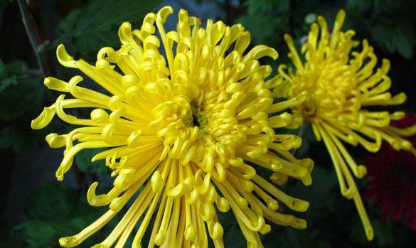 最经典的“挖呀挖呀挖”