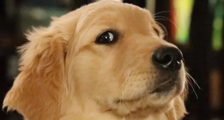 毛茸茸的伙伴与公众安全:狗类整治的微妙平衡