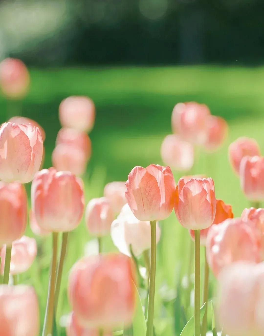 最全多音字汇总（收藏版）