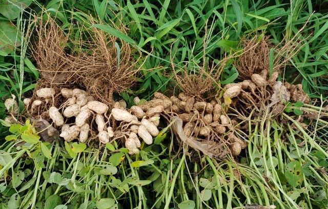 五年级语文上册第2课落花生基础知识与考点梳理