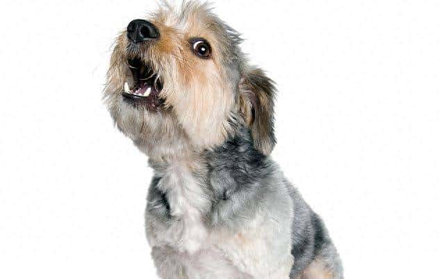 为什么你家的狗独自在家乱叫？