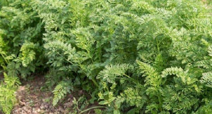 胡萝卜迎来疯长期！做好三件事，根粗膨大早、提质增收