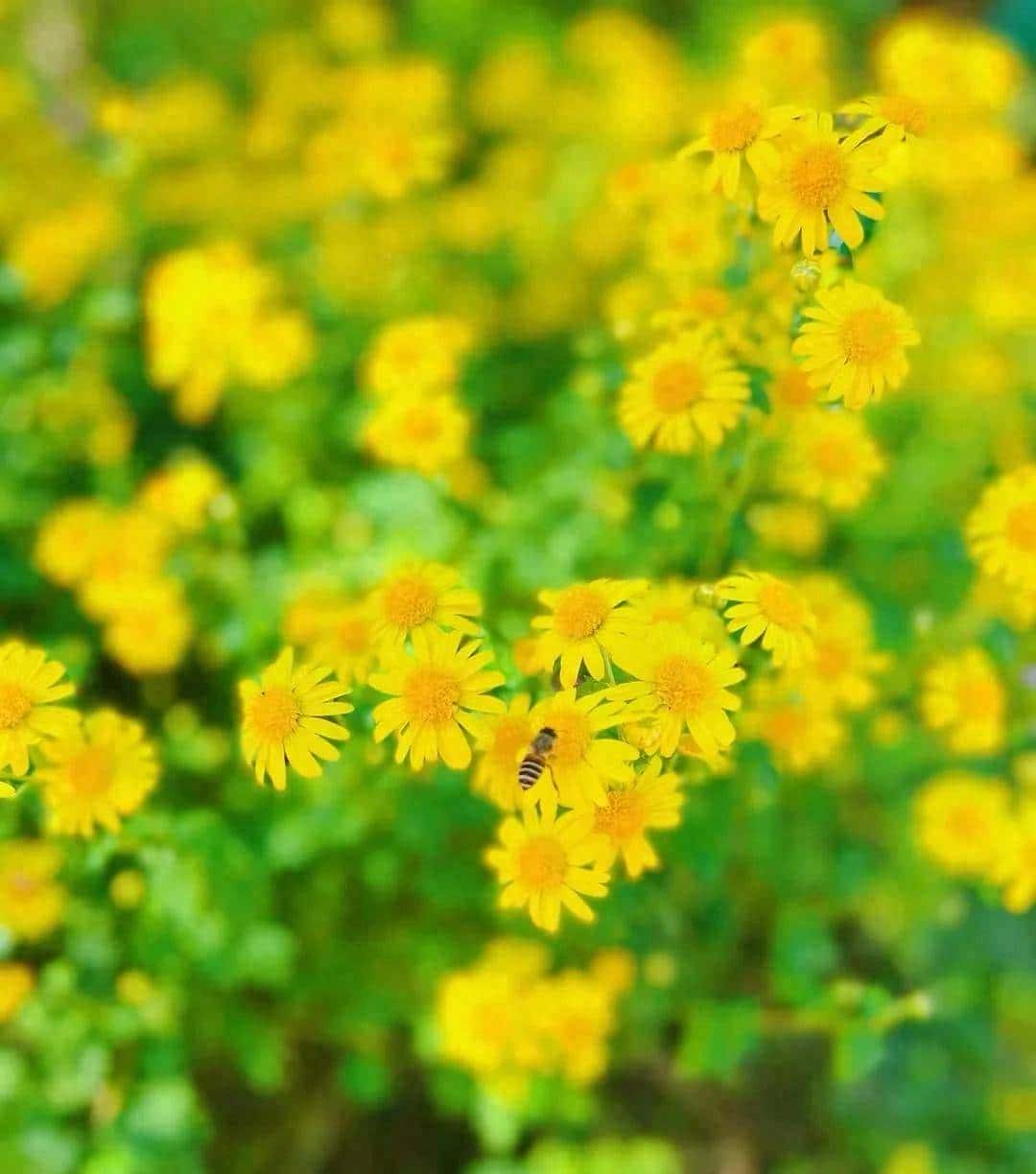 抒情的种类和写法