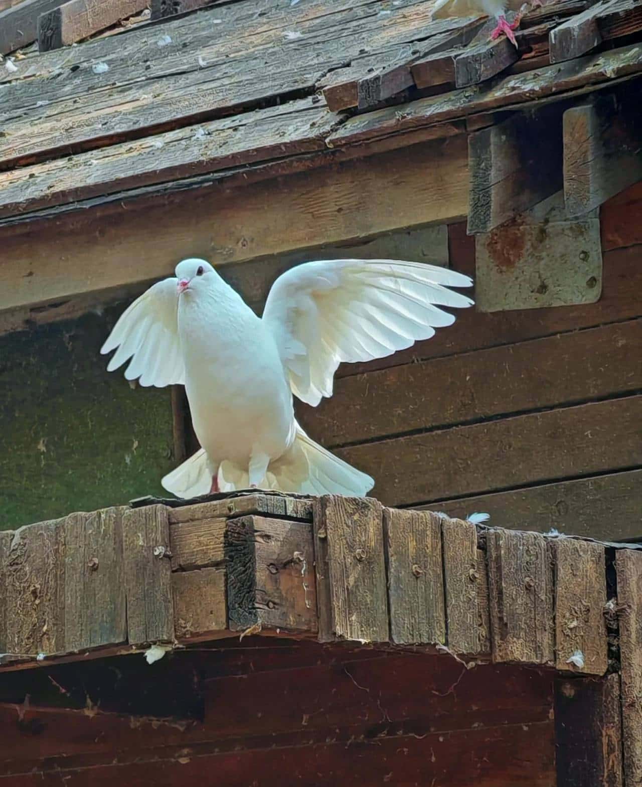 手机拍摄使用专业模式，快门设置及使用范围。