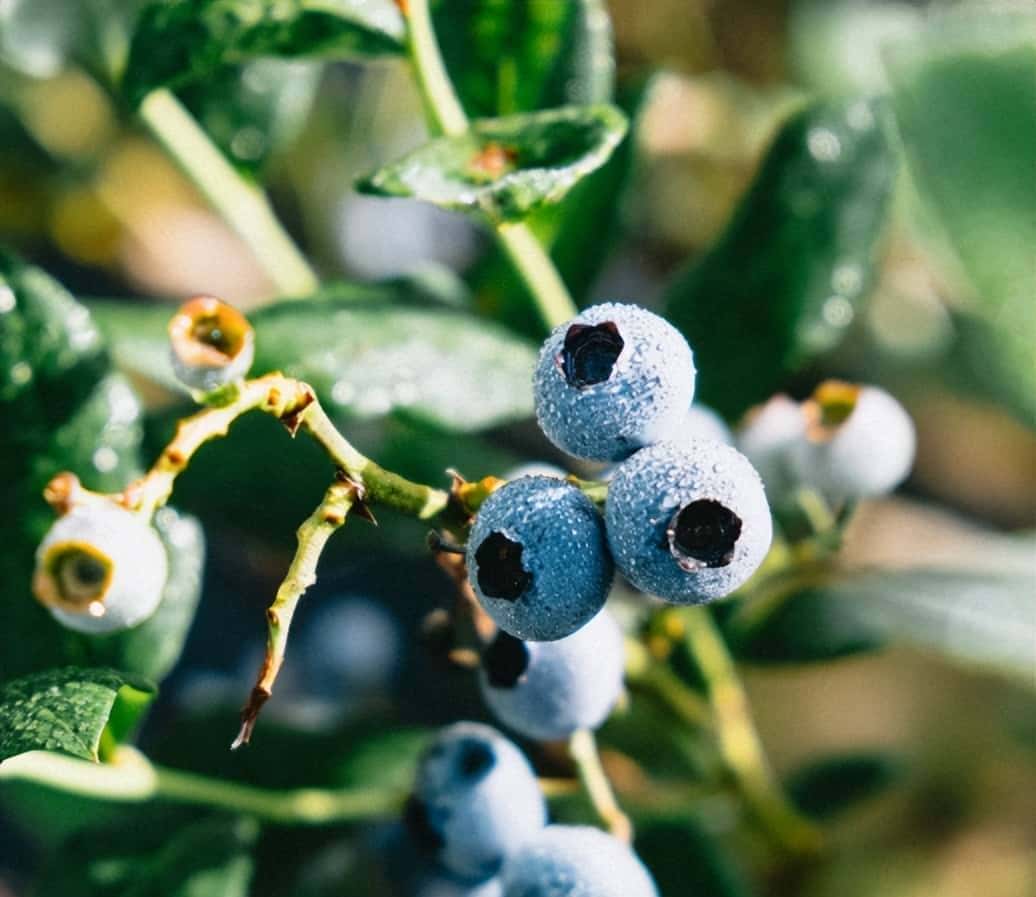 蓝莓僵苗急救:硫磺粉调酸3天见效,亲测有效!