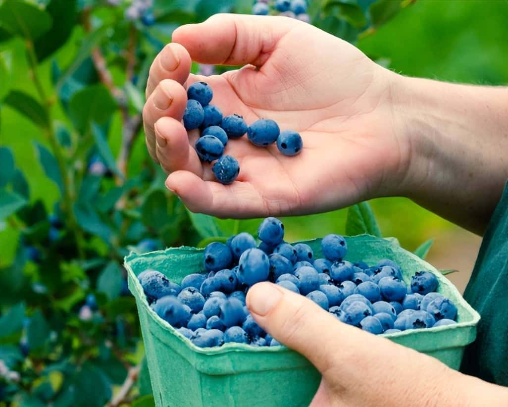 蓝莓僵苗急救:硫磺粉调酸3天见效,亲测有效!