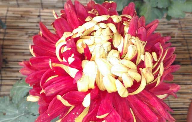 这家公司的程序员牛到微软派加长型轿车载他去吃饭，因盖茨要挖他