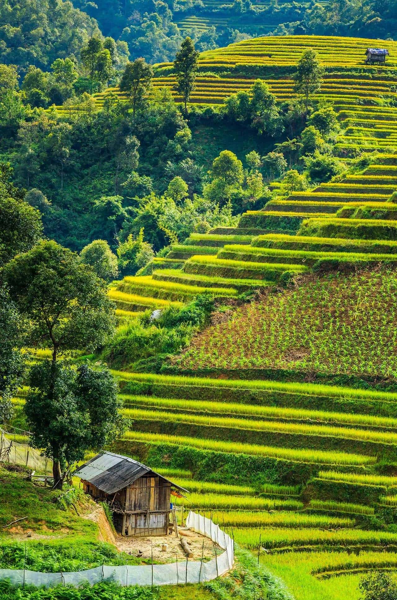 宋词300首(39)清平乐·候蛩凄断