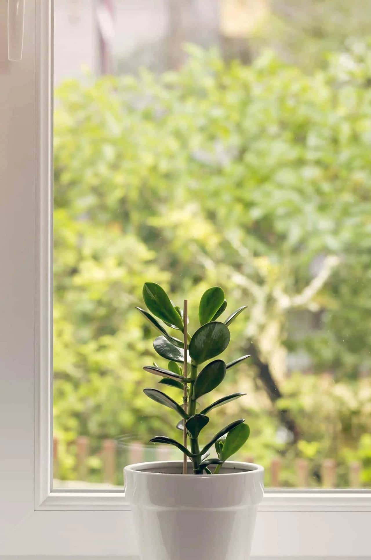 宋词300首(39)清平乐·候蛩凄断