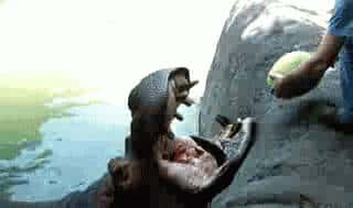 一眼还以为是“西瓜泡泡糖”, 原来它是“世界上最小的西瓜 ”