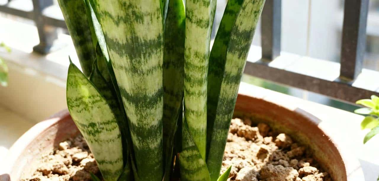 戈壁神草固沙有奇招！阳台3种平替养好不坐牢