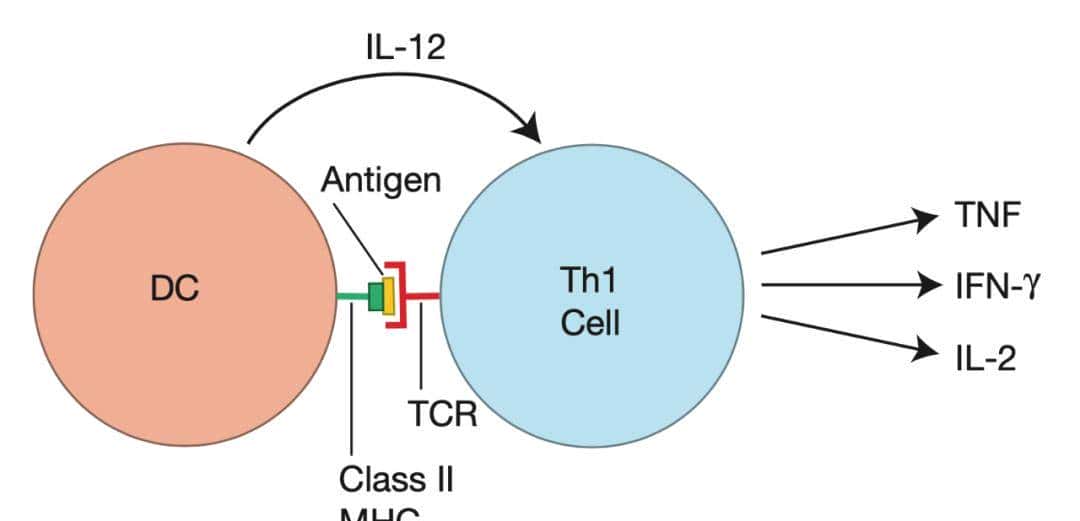人人学懂免疫学：第二十二期 细胞因子与Th1细胞