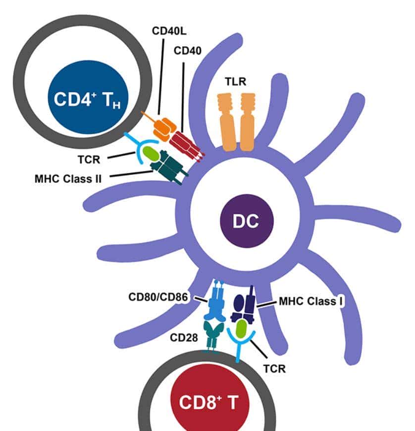 人人学懂免疫学：第二十二期 细胞因子与Th1细胞