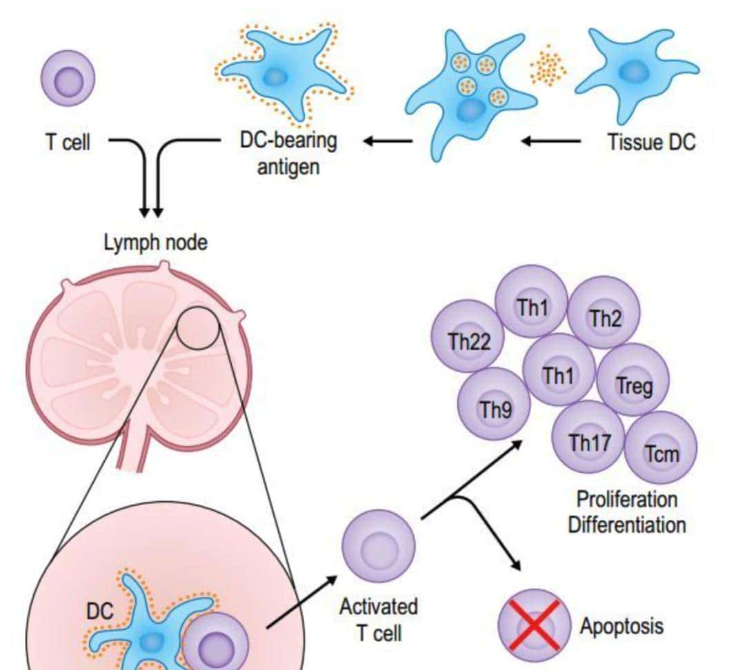 人人学懂免疫学：第二十二期 细胞因子与Th1细胞