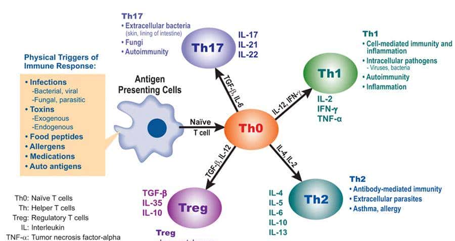 人人学懂免疫学：第二十二期 细胞因子与Th1细胞