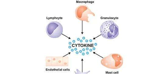 人人学懂免疫学：第二十二期 细胞因子与Th1细胞
