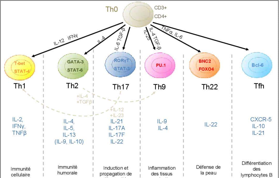 人人学懂免疫学：第二十二期 细胞因子与Th1细胞