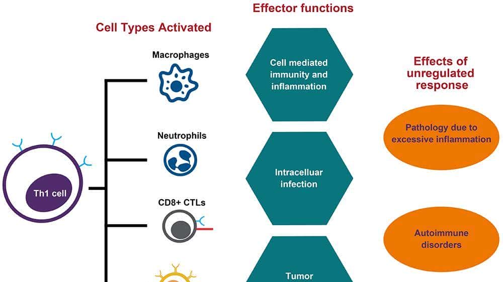 人人学懂免疫学：第二十二期 细胞因子与Th1细胞