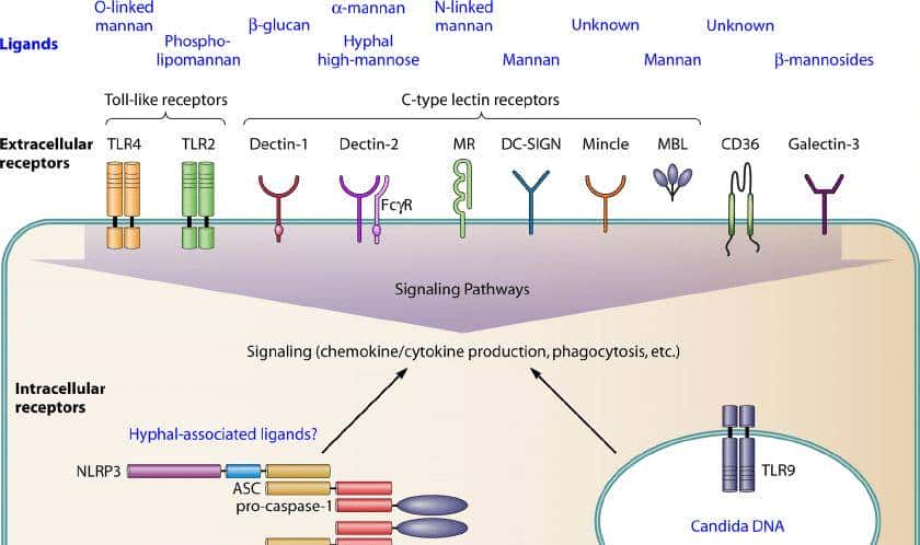 人人学懂免疫学：第二十二期 细胞因子与Th1细胞