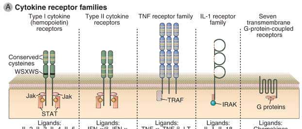 人人学懂免疫学：第二十二期 细胞因子与Th1细胞