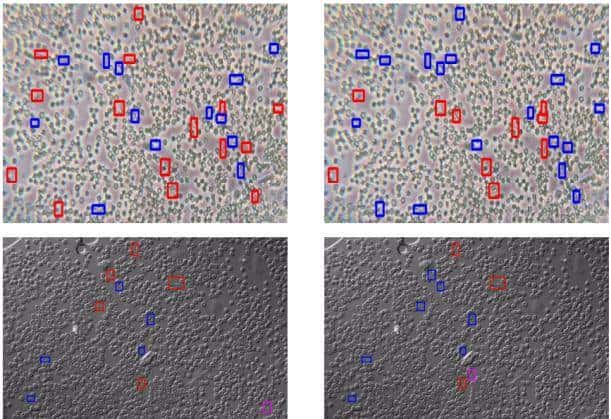 YOLO-Tryppa:一种基于YOLO的新型方法,用于快速精准检测小型锥虫寄生虫