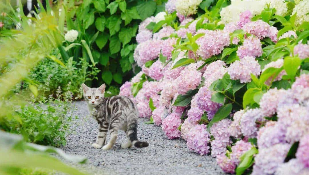 “挖呀挖呀”一夜爆红,火的到底是什么?