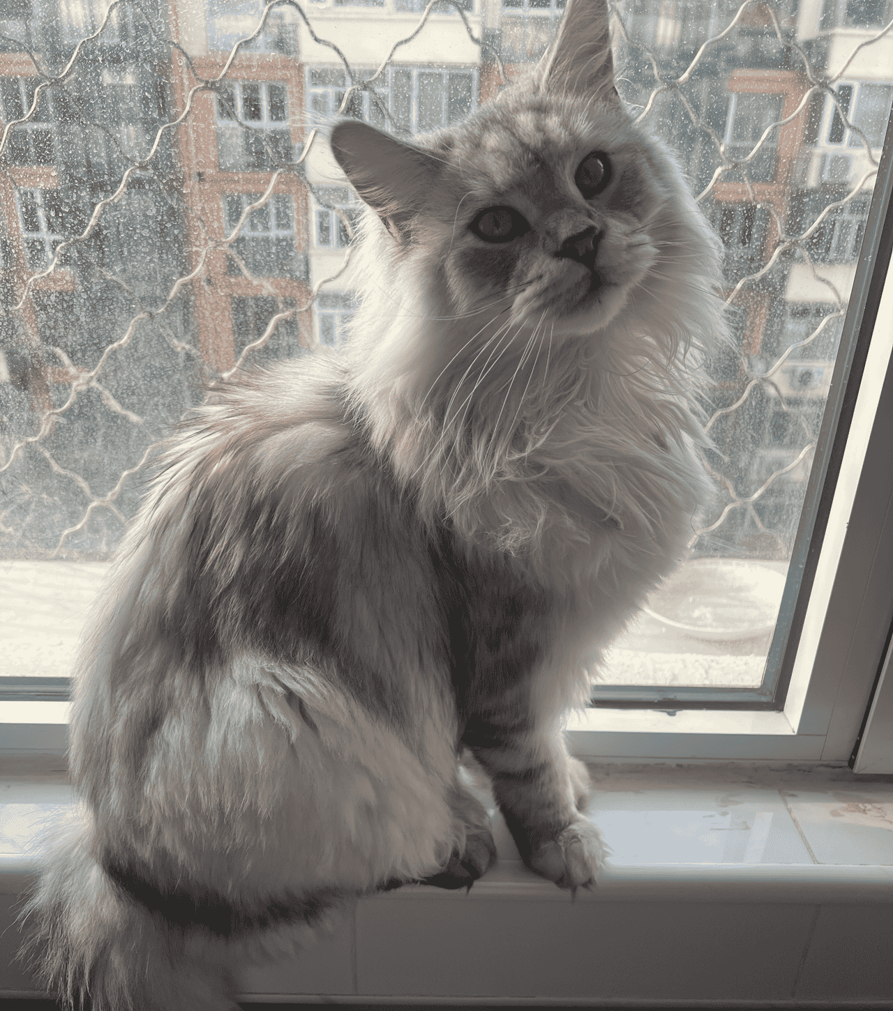 【AI学习-comfyUI学习-抠图+实时图像裁剪-各个部分学习-第九节1】