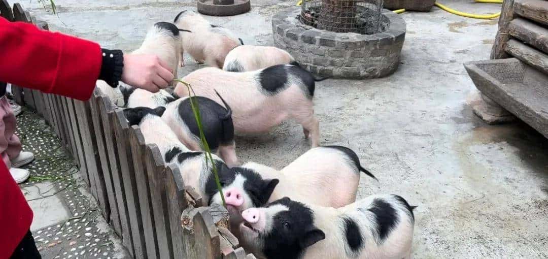 把咖啡馆开在“猪圈”,生意还越来越好,怎么回事?