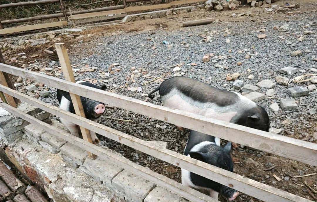 把咖啡馆开在“猪圈”,生意还越来越好,怎么回事?