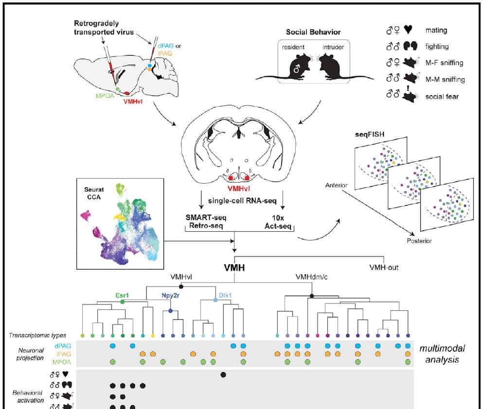 首次发现,男女存在不同的脑细胞,位于控制侵略和交配的大脑区域