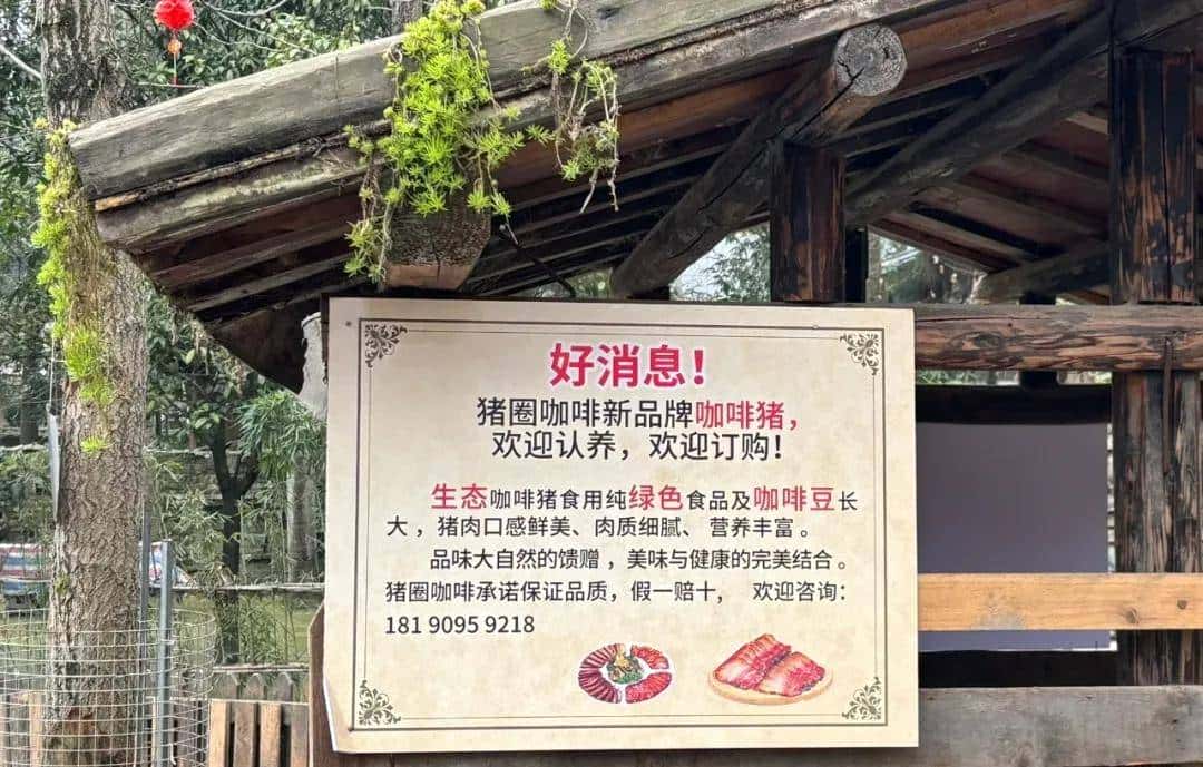 把咖啡馆开在“猪圈”,生意还越来越好,怎么回事?