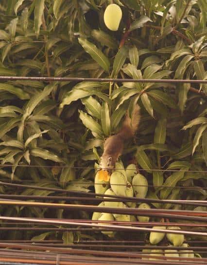 用 Python 驾驭 Raspberry Pi：从点亮灯到远程硬件大脑