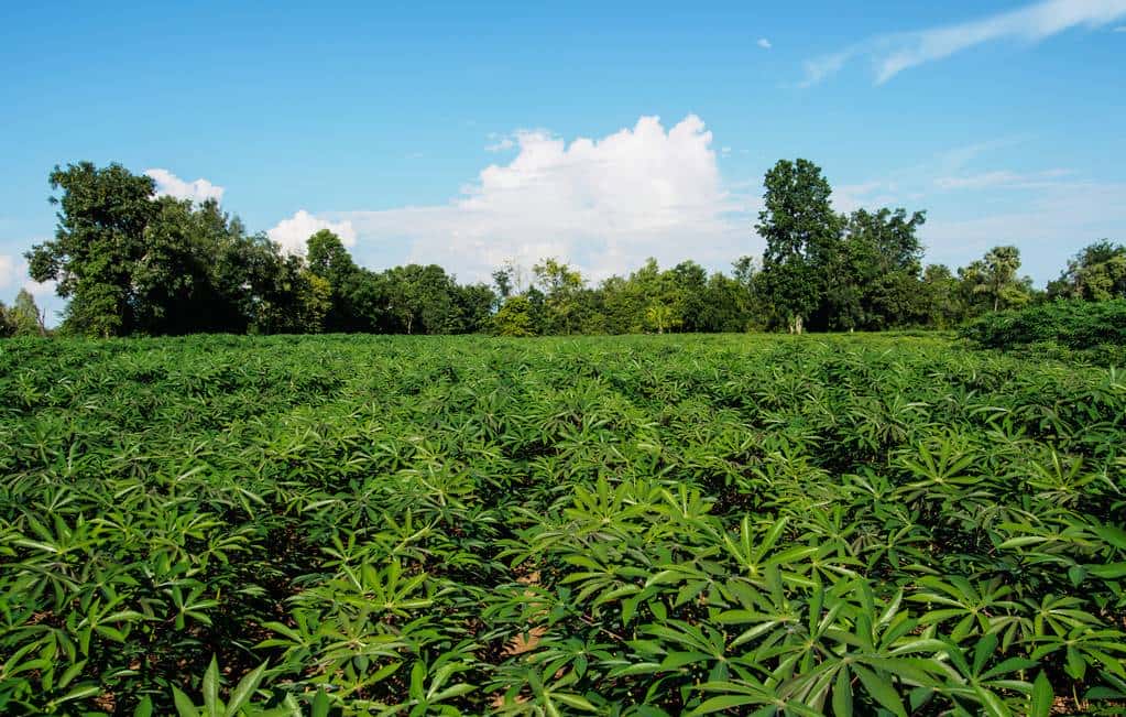 Gradle和Maven的主要区别