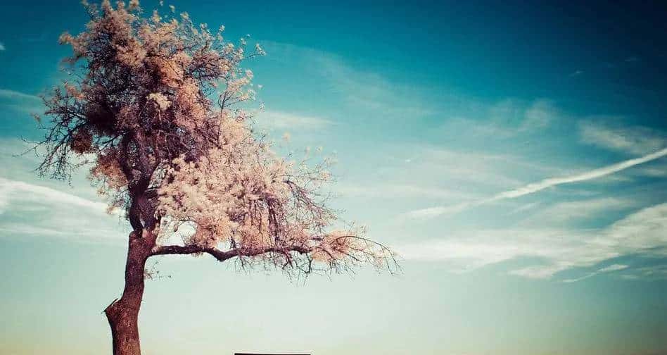 Linux环境搭建Nginx+FFmpeg，使用Java在WEB端实现视频播放