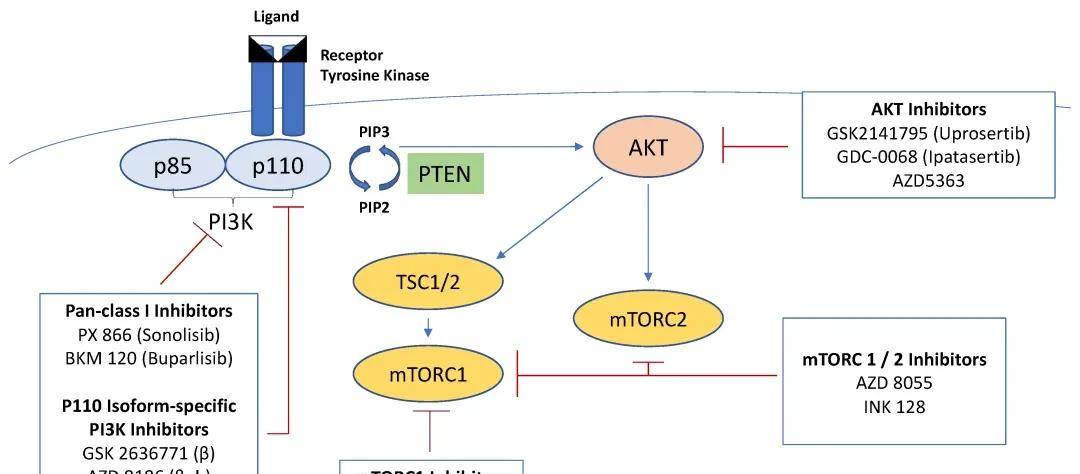 PI3K-AKT/mTOR信号通道，全是缩写，这次搞懂了
