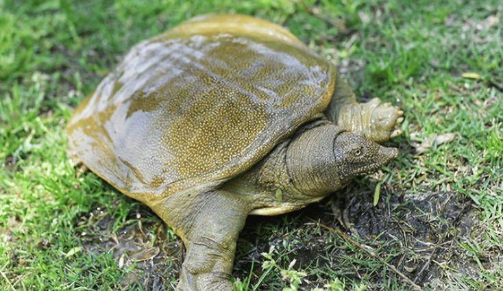 乌龟、王八、甲鱼和鳖的区别是什么？还分不清楚的看过来了