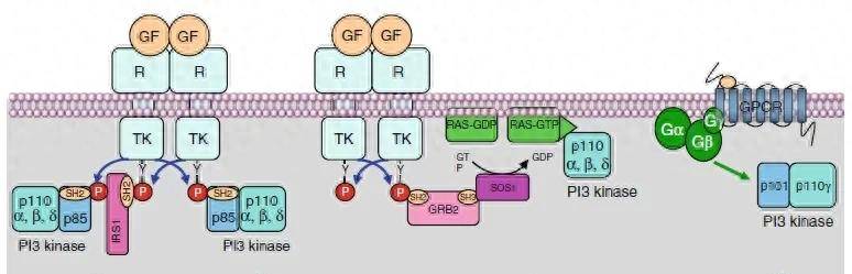 PI3K-AKT/mTOR信号通道，全是缩写，这次搞懂了