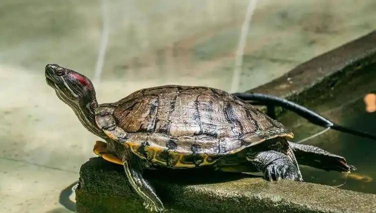 乌龟、王八、甲鱼和鳖的区别是什么？还分不清楚的看过来了