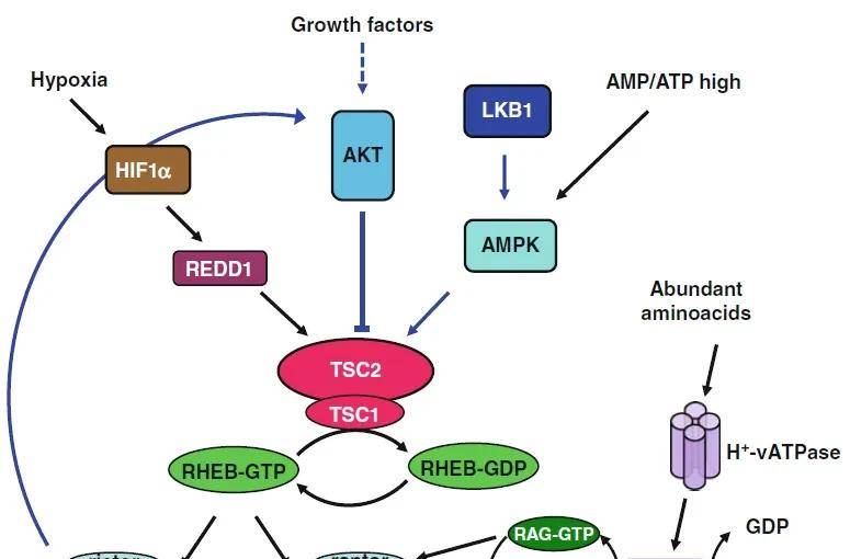PI3K-AKT/mTOR信号通道，全是缩写，这次搞懂了