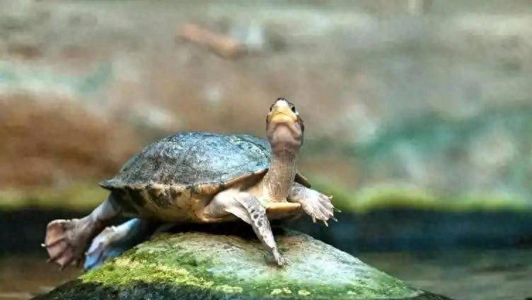 乌龟、王八、甲鱼和鳖的区别是什么？还分不清楚的看过来了