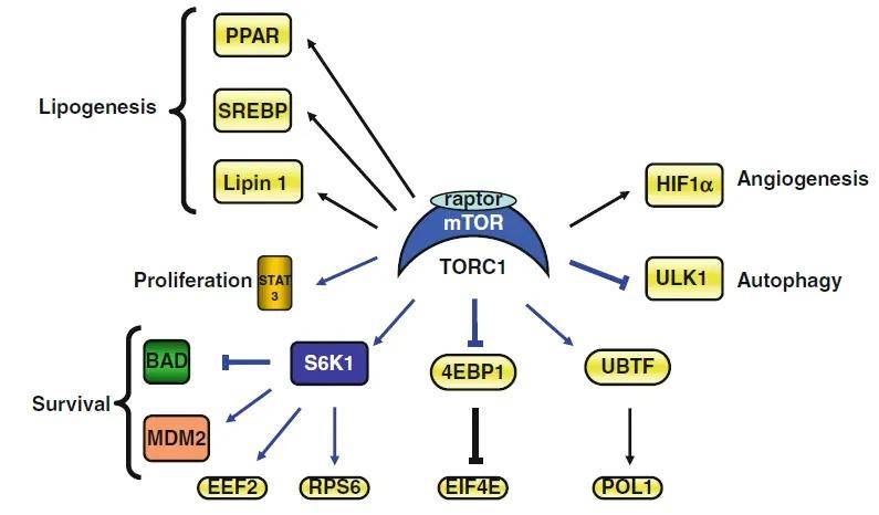 PI3K-AKT/mTOR信号通道，全是缩写，这次搞懂了