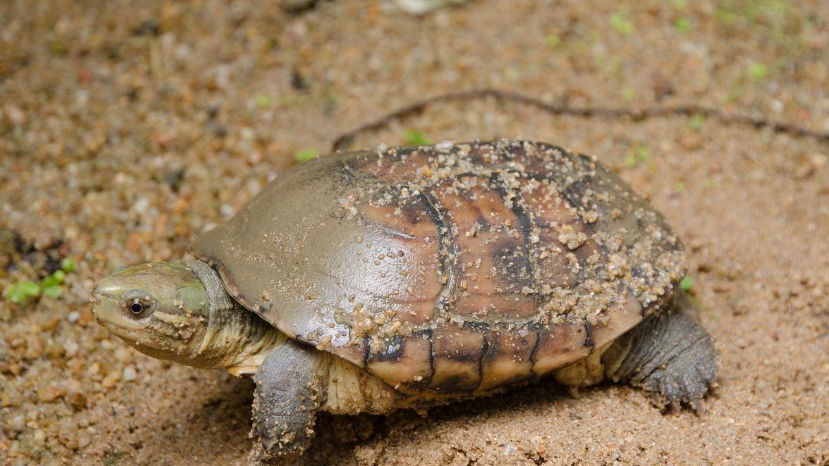 乌龟、王八、甲鱼和鳖的区别是什么？还分不清楚的看过来了