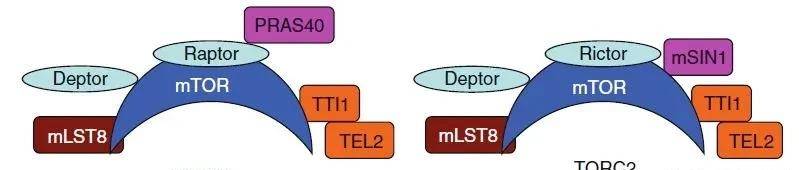 PI3K-AKT/mTOR信号通道，全是缩写，这次搞懂了