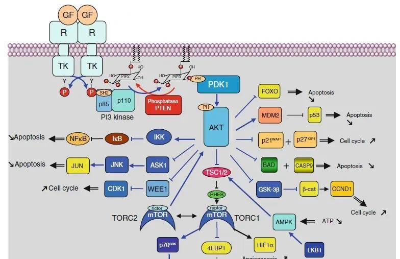 PI3K-AKT/mTOR信号通道，全是缩写，这次搞懂了
