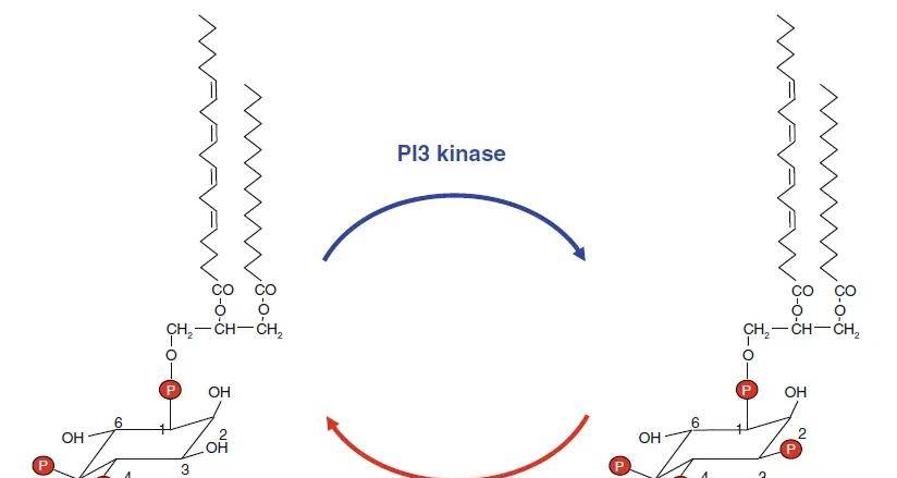 PI3K-AKT/mTOR信号通道，全是缩写，这次搞懂了