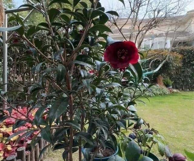 茶花怎么养才长得好，花朵大，花瓣多，色彩漂亮